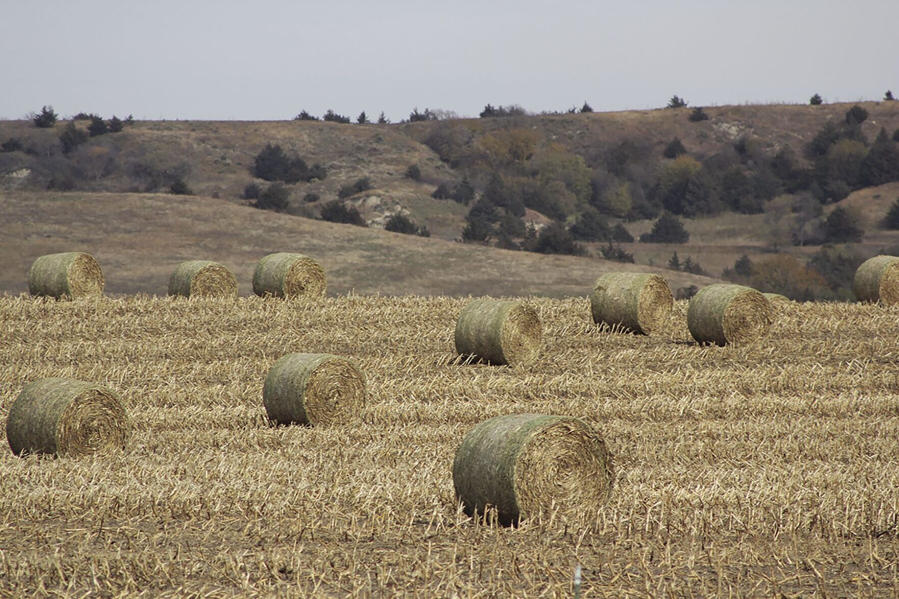 Field of bales